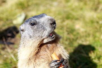 Murmeltier