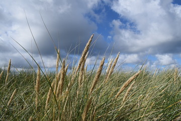 Fototapeta premium Schilf