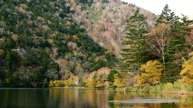 Autumn leaves at Yuno lake japan