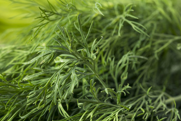 Raw Green Organic Whole Baby Dill