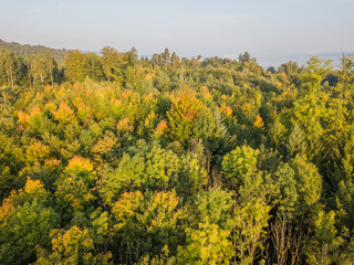 Fototapeta premium erial view of forest in morning light during sunrise