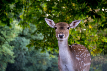 Roe deer
