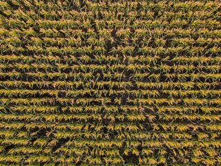 Aerial view of corn field in autumn