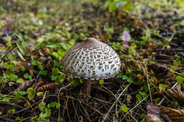Mushroom raincoat in the autumn forest