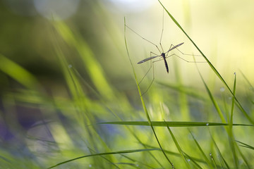 mosquito-long-legged spread his legs in the dewy grass in the morning by the river, an interesting green background with a bokeh