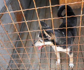 Dog at animal shelter. Adoption concept
