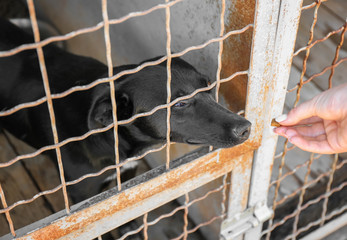 Volunteer feeding dog at animal shelter. Adoption concept