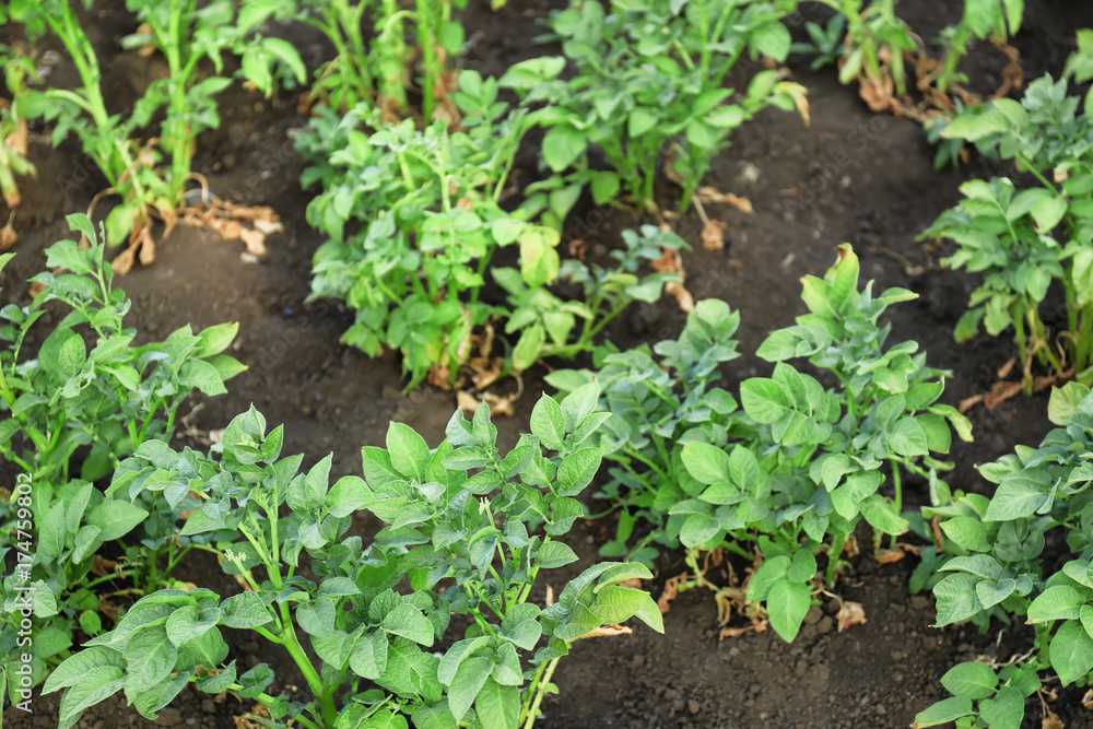 Poster potato plants in garden on sunny day