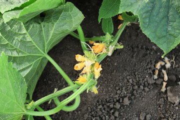 Cucumber growing in garden on sunny day