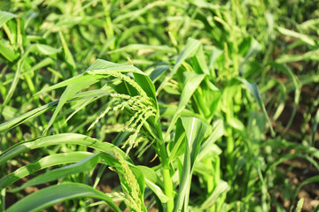 Corn growing in garden on sunny day