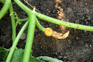 Cucumber growing in garden on sunny day