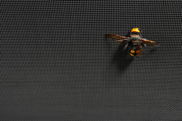Wasp on mosquito net against dark background