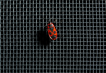 Bug on mosquito net against dark background