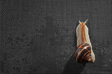 Snail on mosquito net against dark background