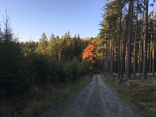 Obraz premium road in the forest