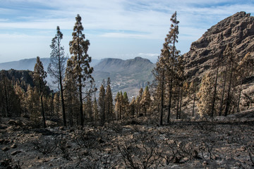 Waldbrand auf Gran Canaria