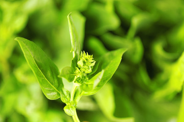 Fototapeta na wymiar Fresh basil plant on blurred background