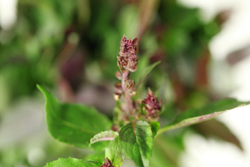 Fresh basil plant on blurred background