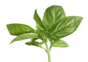 Fresh basil plant on white background