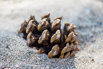 A pine cone rests partially buried in the sand.