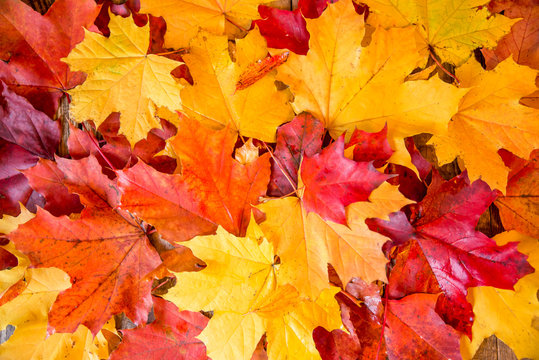 clean bright colored autumn leaves
