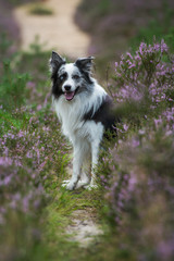 Obraz premium Border Collie