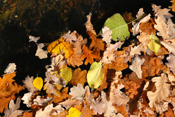 Autumn leafs and acorns and water