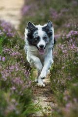 Rennender Border Collie