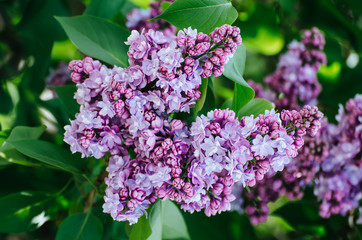 Branch of lilac flowers with green leaves, floral natural vintage hipster background