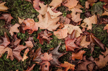 Autumn natural vintage background with red and yellow maple leaves on a green grass