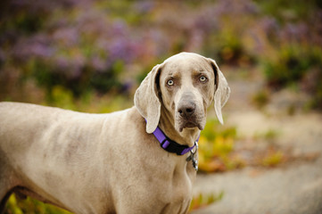Weimaraner dog outdoor portrait in purple flowers