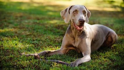 Weimaraner dog outdoor portrait lying in grass