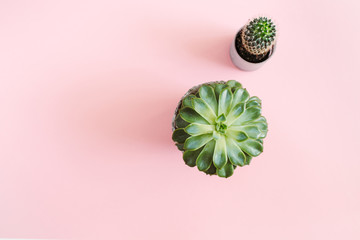 Cactus flower and succulent flower on pastel pink background. Flat lay, top view minimal concept.