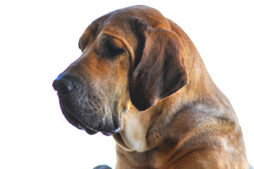 large dog's head in close up