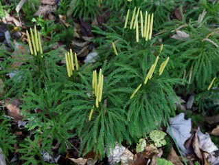 Ground Pine (Tree Club Moss)