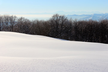 Alberi in inverno con la neve fresca