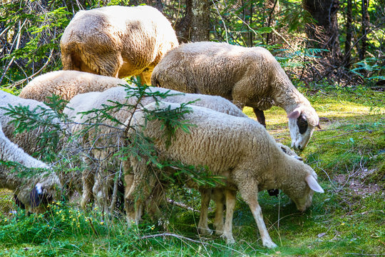 Sheeps
