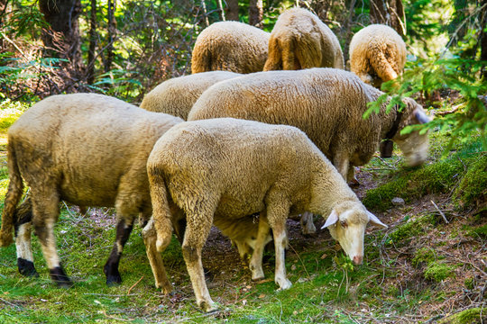 Sheeps