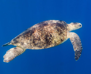 A green turtle in blue water