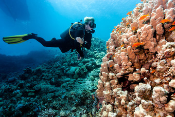 Naklejka na ściany i meble A male SCUBA diver over a large hard coral on a tropical coral reef