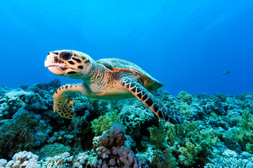 Hawksbill sea turtle on a tropical coral reef