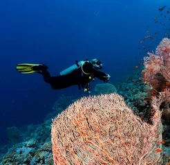 Foto op Plexiglas SCUBA diver swimming past a large underwater sponge on a tropical coral reef © whitcomberd