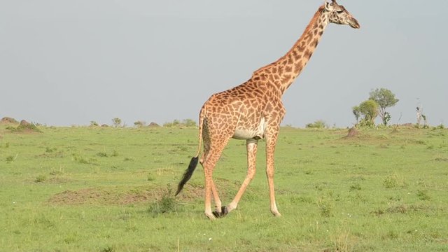  A tracking shot of a giraffe walking