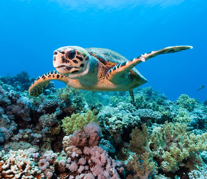 Hawksbill Sea Turtle On A Tropical Coral Reef