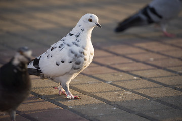 Dove
