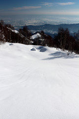 Alberi in inverno con la neve fresca