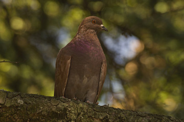 Dove
