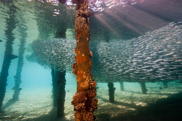 A school of fish underneath a jetty in shallow water