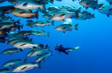 Fototapeta na wymiar A SCUBA diver and a large school of fish