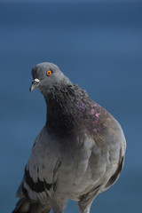 Dove
